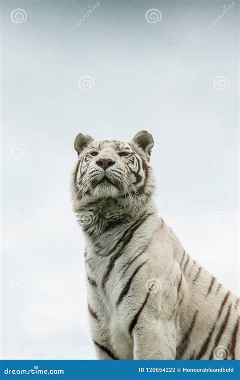 Beautiful Portrait Image of Hybrid White Tiger Panthera Tigris I Stock ...