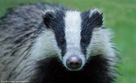 European Badger Senses | Wildlife Online