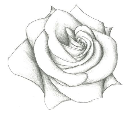 Rose Flower Drawings In Pencil Step By Step Easy Pencil Drawing Of ...