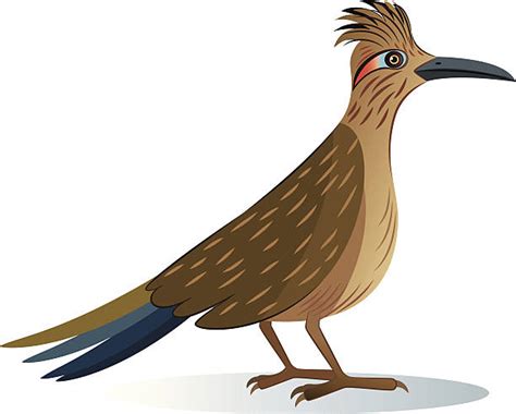 Roadrunner Clip Art, Vector Images & Illustrations - iStock