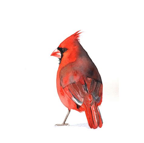 Cardinal Watercolor Painting Print of watercolor by LouiseDeMasi