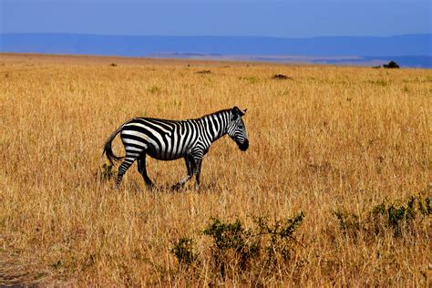 Free Images : field, prairie, adventure, wildlife, herd, grazing, africa, fauna, savanna, plain ...