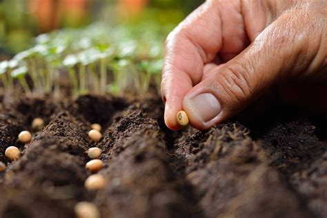 What Does 'Sow Thinly' Mean : A Guide To Thin Seed Spacing In Gardens