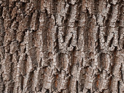 Tree Bark Texture For Photoshop (Nature-Grass-And-Foliage) | Textures for Photoshop