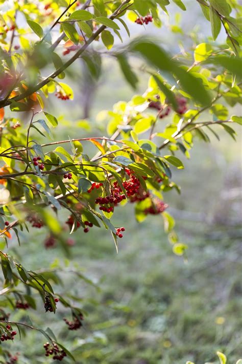 Choosing Mayhaw Trees – Different Types Of Mayhaw To Grow In The Garden