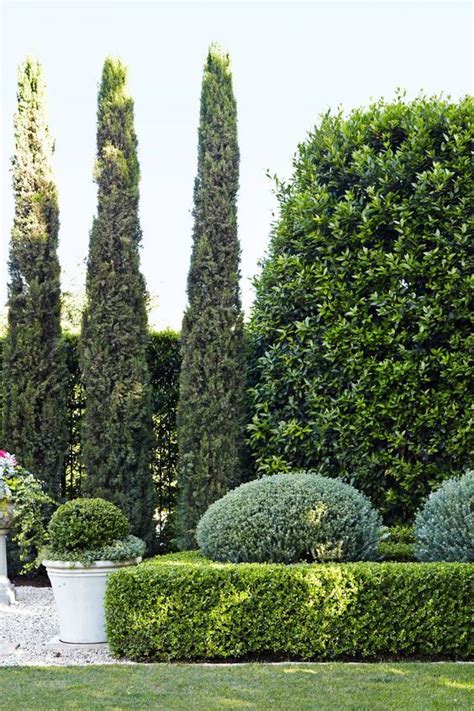 Planting a cedar hedge – Artofit