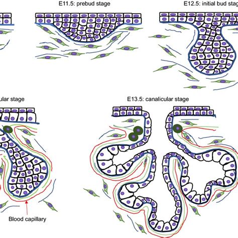 Schematic images of TGFβ signaling during salivary gland development | Download Scientific Diagram