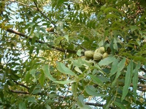 Common Diseases of Pecan Trees - Gardening Channel