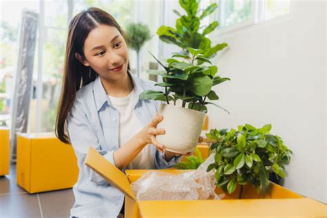 Moving Plants the Easy Way | Moving Plants When Relocating | Vmove