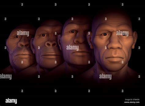 Conceptual image showing four stages of human evolution; Australopithecus, Homo Habilis, Homo ...