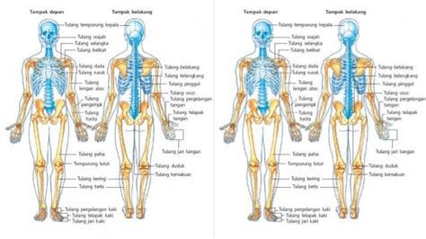 Gambar Rangka Tubuh Manusia