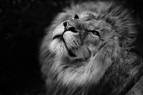 Lion Free Stock Photo - Public Domain Pictures