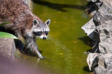 In pictures: Chessington zoo animals keep cool during heatwave with ice lollies and pool dips ...