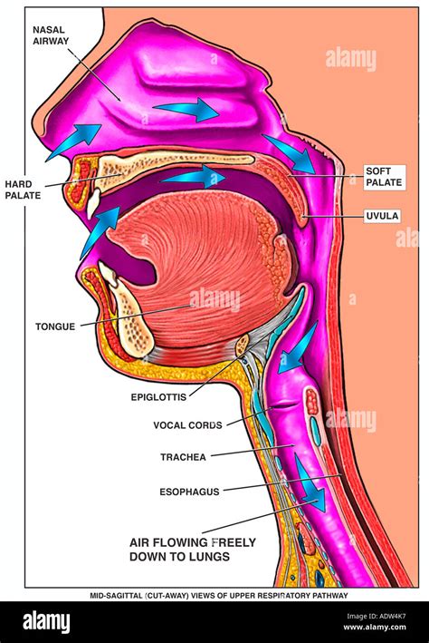 Upper Airway Anatomy Pic