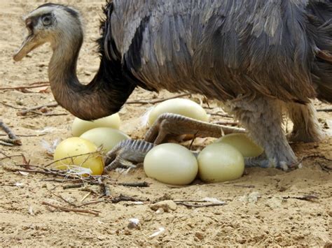 Rhea Eggs | SIMILAR BUT DIFFERENT IN THE ANIMAL KINGDOM