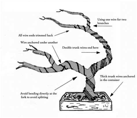 Bonsai Caring and Styling Tips