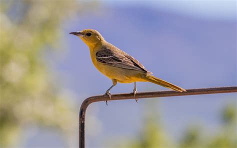 Bullock's Oriole (female) | These beautiful orioles used to … | Flickr