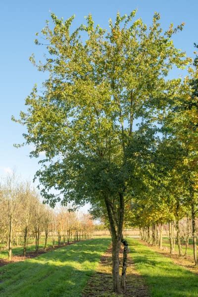 Eastern Canada Tree Species - Greening the Landscape