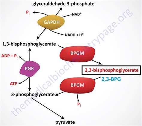 Hemoglobin and Myoglobin - The Medical Biochemistry Page