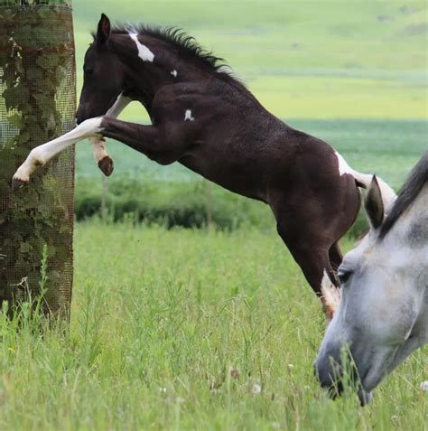 Building Bonds: Early Training Tips for Healthy Foal Development - 4theloveofhorses