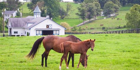 I spent 4 days in the 'horse capital of the world,' where the barns ...