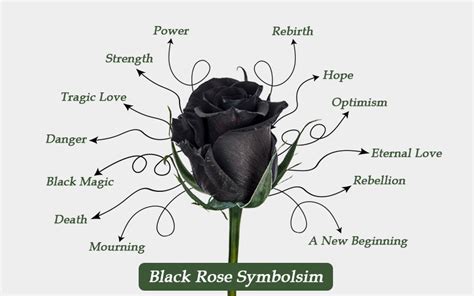 Are Black Roses A Reality? Actual Meaning & Symbolism