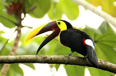 Toucan - Description, Habitat, Image, Diet, and Interesting Facts