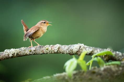 Premium Photo | Eurasian wren singing on bough in spring nature