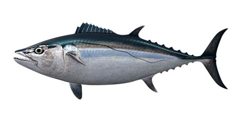 Dogtooth Tuna - Fishing Planet Wiki