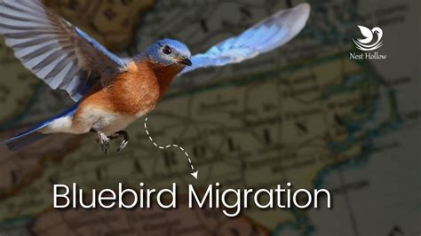 7 Secrets About Eastern Bluebird Migration - YouTube