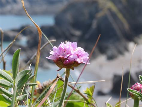 Plants for Coastal Gardens - Dobies blog