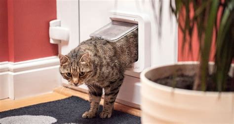 Cat Doors | The Five Best Cat Doors for Your Household