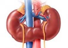 Duplex kidney: causes, symptoms, diagnosis, treatment | Competently about health on iLive