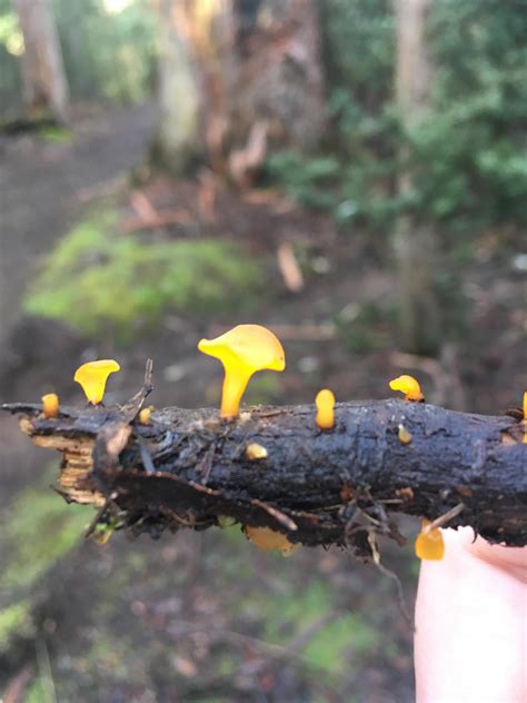 More jelly fungi!! : r/mycology