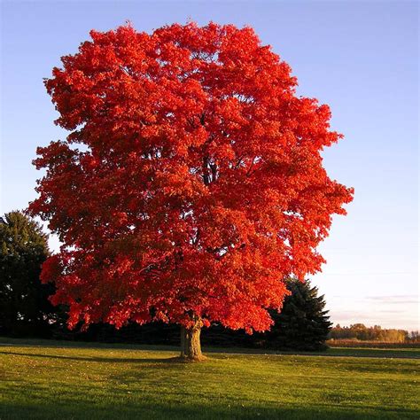 Red Sunset® Maple Trees for Sale | FastGrowingTrees.com