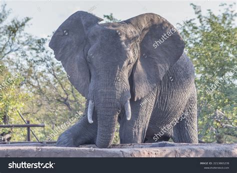 Elephants Kruger National Park South Africa Stock Photo 2213865239 ...