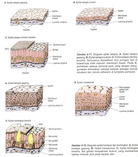 Gambar Klasifikasi Jaringan Epitel Gambar di Rebanas - Rebanas