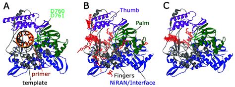 Docking of compound 1 on the RdRp structure. (A) The structure of... | Download Scientific Diagram