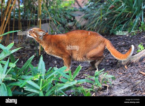 Asian golden cat (Pardofelis temminckii, Felis temminckii, Profelis temminckii), lurking Stock ...