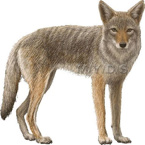 Coyote clipart picture / Large | Clip Art- Animals | Pinterest ...