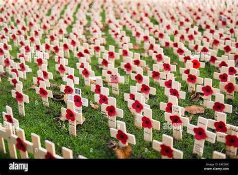 Poppies remembrance Sunday Stock Photo - Alamy