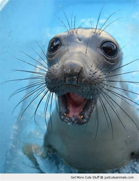 31 super happy animals that will leave you smiling – Artofit