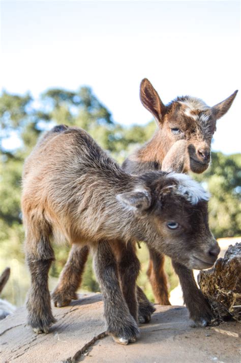 Baby Goat Names - Thermaland Oaks