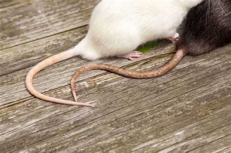 rats-and-mice - Advance Pest Control