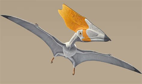 Pterosaurs, Flight in the Age of Dinosaurs: How Did Prehistoric Reptiles Fly? | IBTimes UK