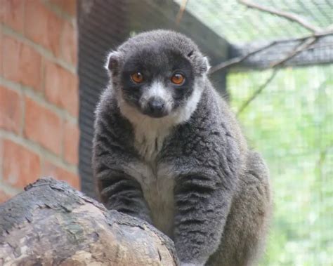 Mongoose Lemur - Facts, Diet, Habitat & Pictures on Animalia.bio