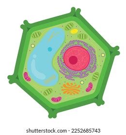 Plant Cell Parts Functions 库存矢量图（免版税）2252685743 | Shutterstock