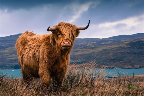 In pictures: Take a look at Scotland's famous redheads | Scottish ...