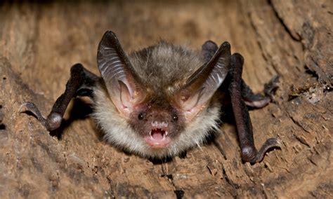 British Bats - Learn about Bats in the UK