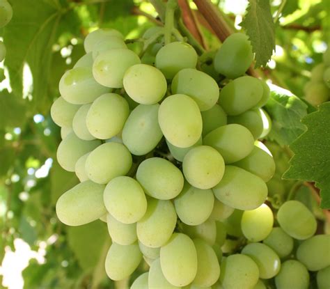 15 Types Of Grapes To Know, Eat And Drink - Food Republic